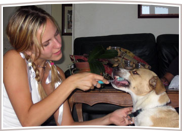 Home Dental Care for Your Dog or Cat