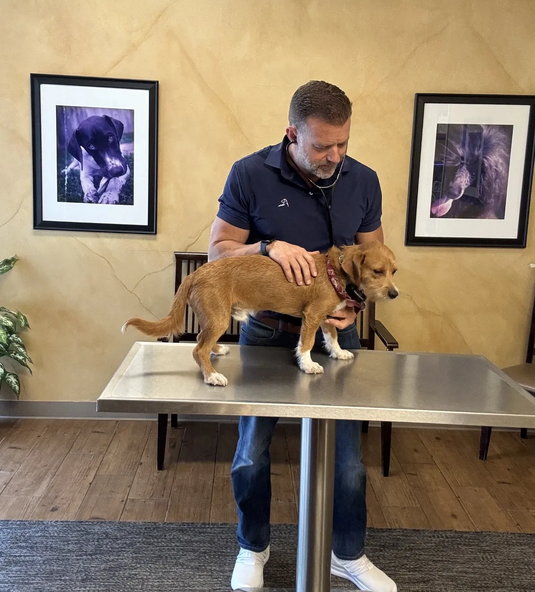 Dr. Steve Pelton, 25+ years of veterinary experience