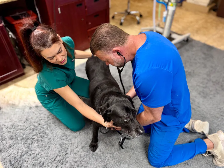 Compassionate veterinary care during surgery preparation