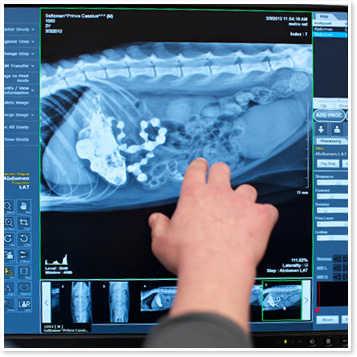 Houston Veterinary Radiology