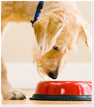 Nutrition Counseling for a Healthy and Fit Dog or Cat