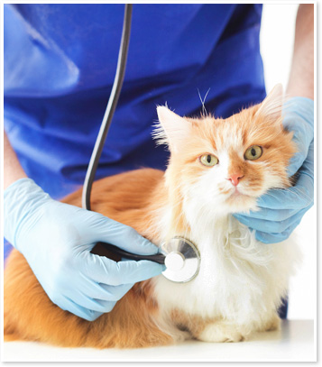 Veterinary Internal Medicine