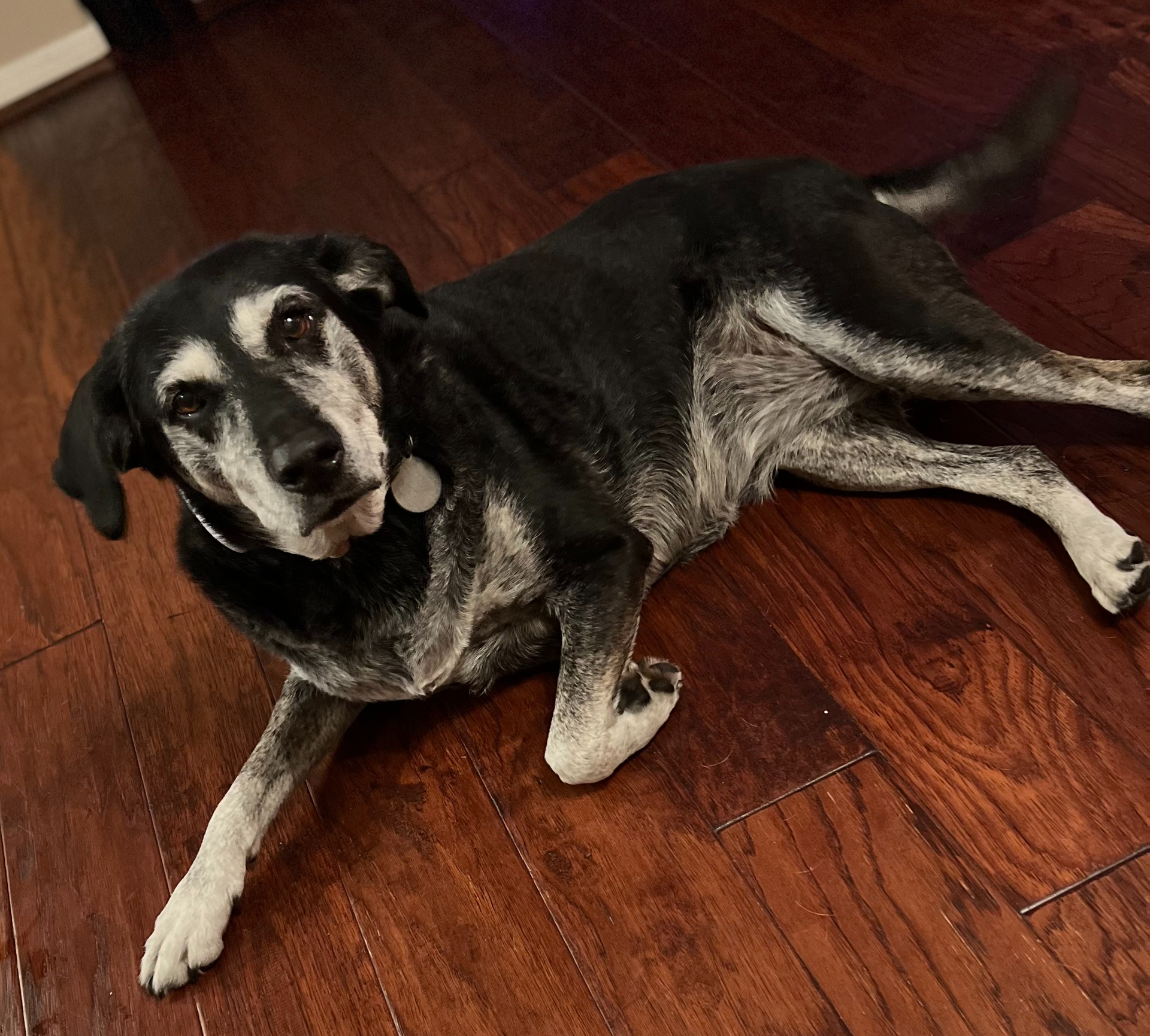 Abby, a beautiful senior dog with graying muzzle lying peacefully on hardwood floor