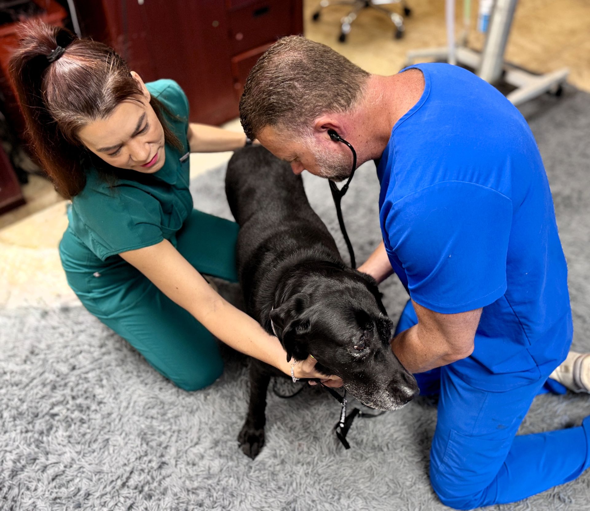 Dr. Steve Pelton examining a patient at Hearthstone Animal Clinic - working with veterinary team member Dr. Steve Pelton examining a patient at Hearthstone Animal Clinic - working with veterinary team member